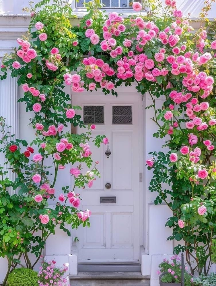 Premium Climbing Rose Seeds Multi-Color Collection, 150 to 180 Seeds, High Germination Rate 95%, for Balcony, Terrace, Home Garden, All Season Flowering. - Image 9