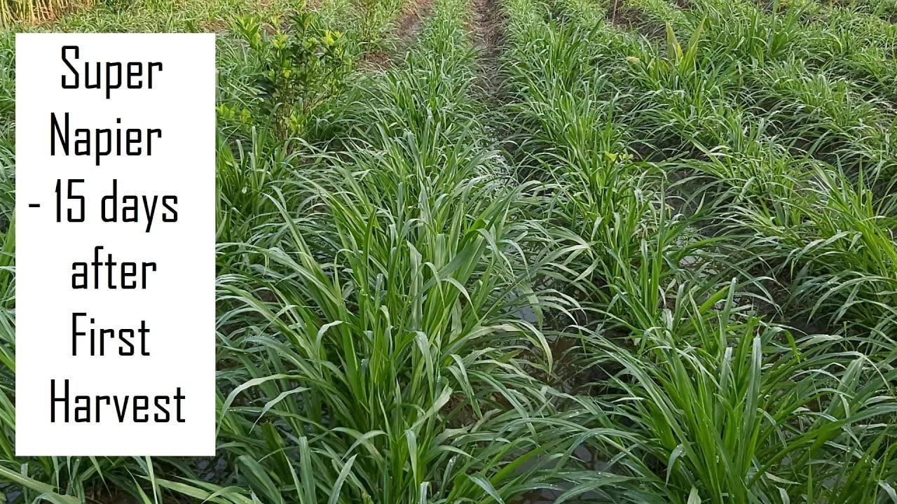 Super Napier & Red Napier Grass (1000 Seeds Each) | High Yield Multi Cut Fodder Grass for Cattle, Goat, Buffalo, Sheep | Nutritious Green Fodder Seeds for Dairy Farming & Livestock - Image 6