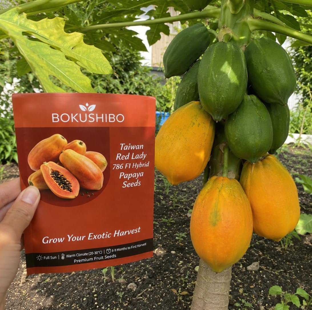 Taiwan Red Lady 786 F1 Original Hybrid Papaya Seeds, Non-GMO Organic, High Germination Rate (95%), Disease Resistant, All Seasons (Net. 50+ Seeds) - Image 4