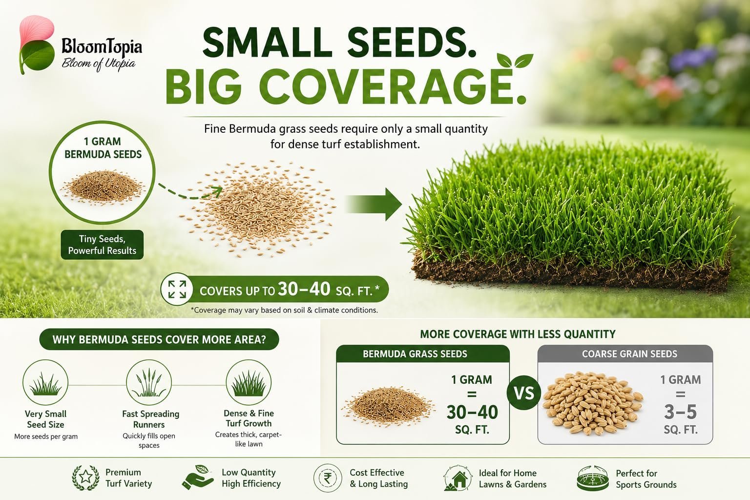 American Bermuda Lawn Grass Seeds for Home Garden & Sports Ground | Fast Spreading, Heat & Drought Tolerant | 100% Germination Rate Mexican Carpet Grass (1000 mg) - Image 3