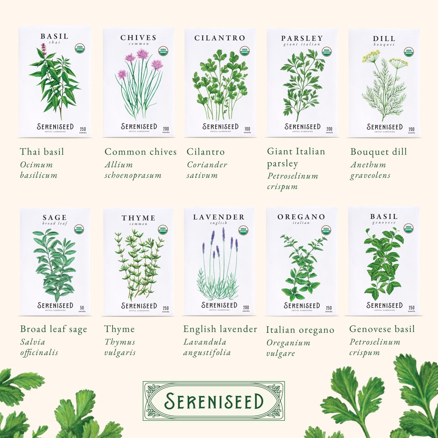 Certified Organic Herb Seeds (Pack of 10) - GMO, Heirloom - Seed Start Video - Basil, Coriander, Oregano, Thyme, Parsley, Lavender, Chives, Sage, Dill Seeds for Indoor and - Image 6