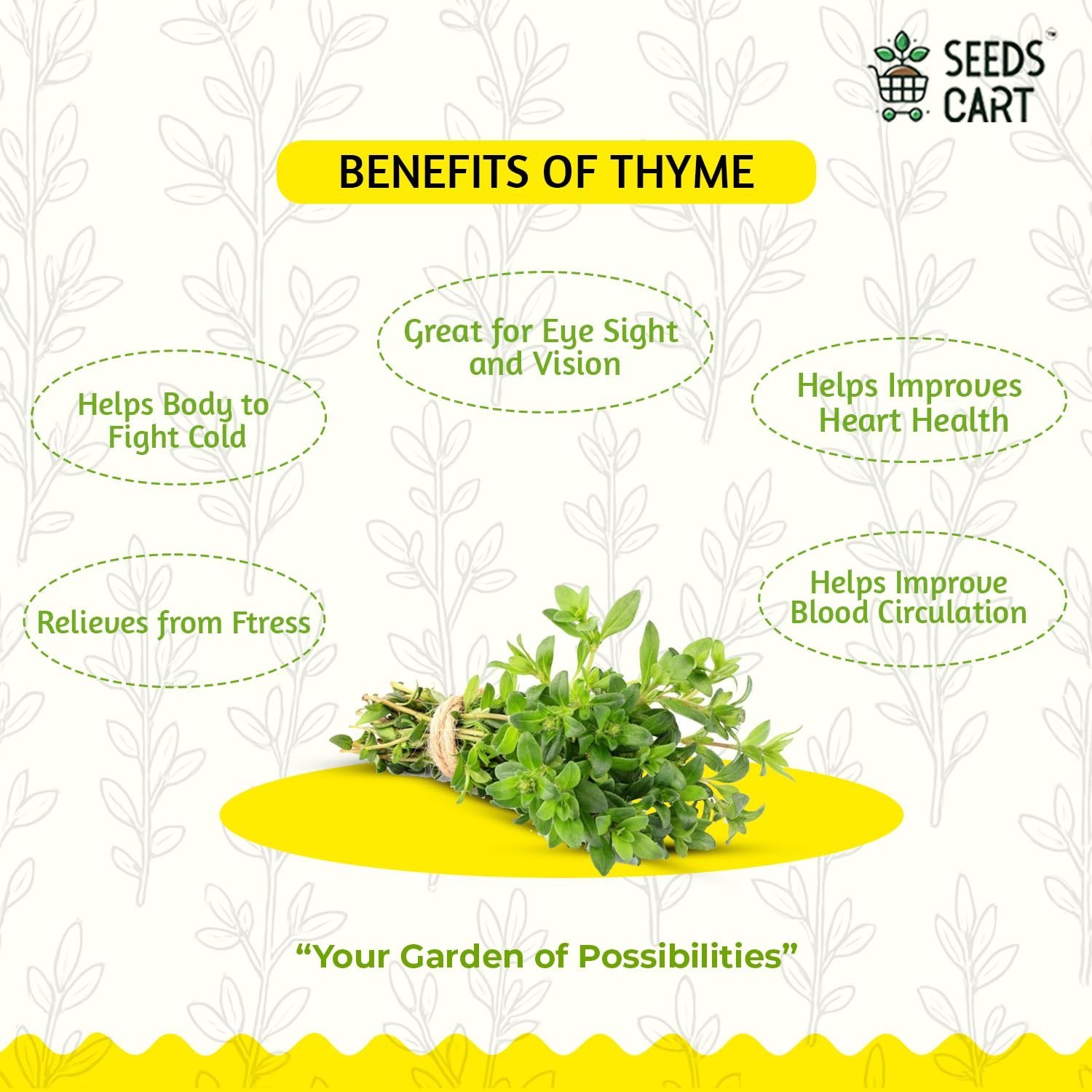 Thyme Seeds For Planting | Non-Hybrid, Open Pollinated And Non-GMO | Thyme Herb Seeds For Home & kitchen Garden - (Approx 360 Seeds Per Pack) - Image 3