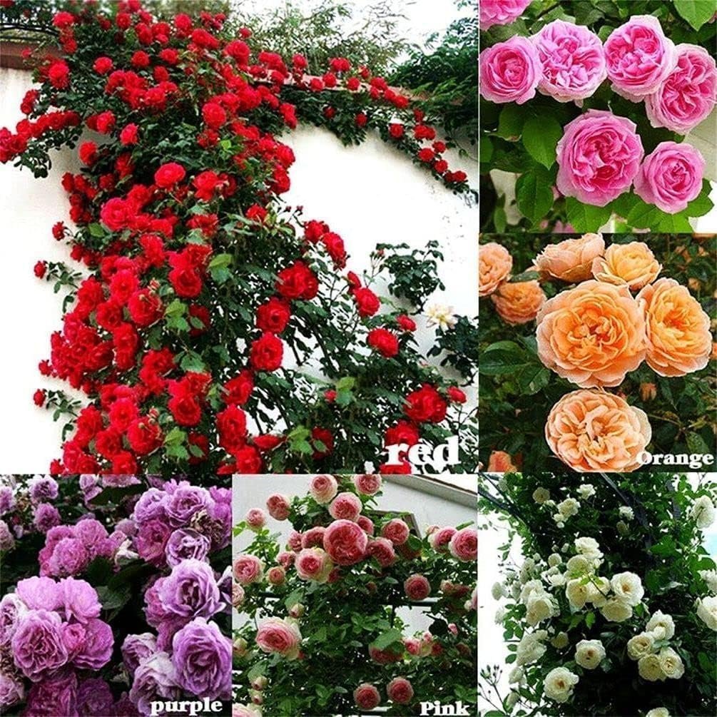 Rare ' Mixed ' Climbing Rose Seeds Perennial Super Fragrance Rose flower 40 Rose Seeds Pack - Image 2