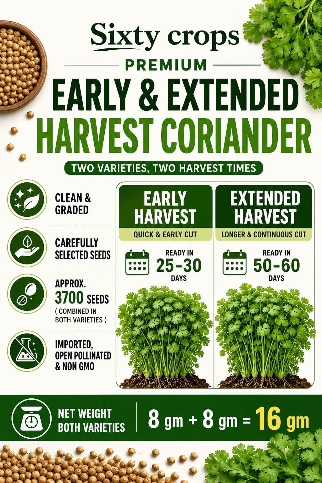 Premium Early & Extended Harvest Coriander (Dhaniya) Seeds Combo Pack |Dual variety| Approx. 3700 seeds |16g | Early & Late Bolting | Kitchen Garden & Terrace Gardening. - Image 3
