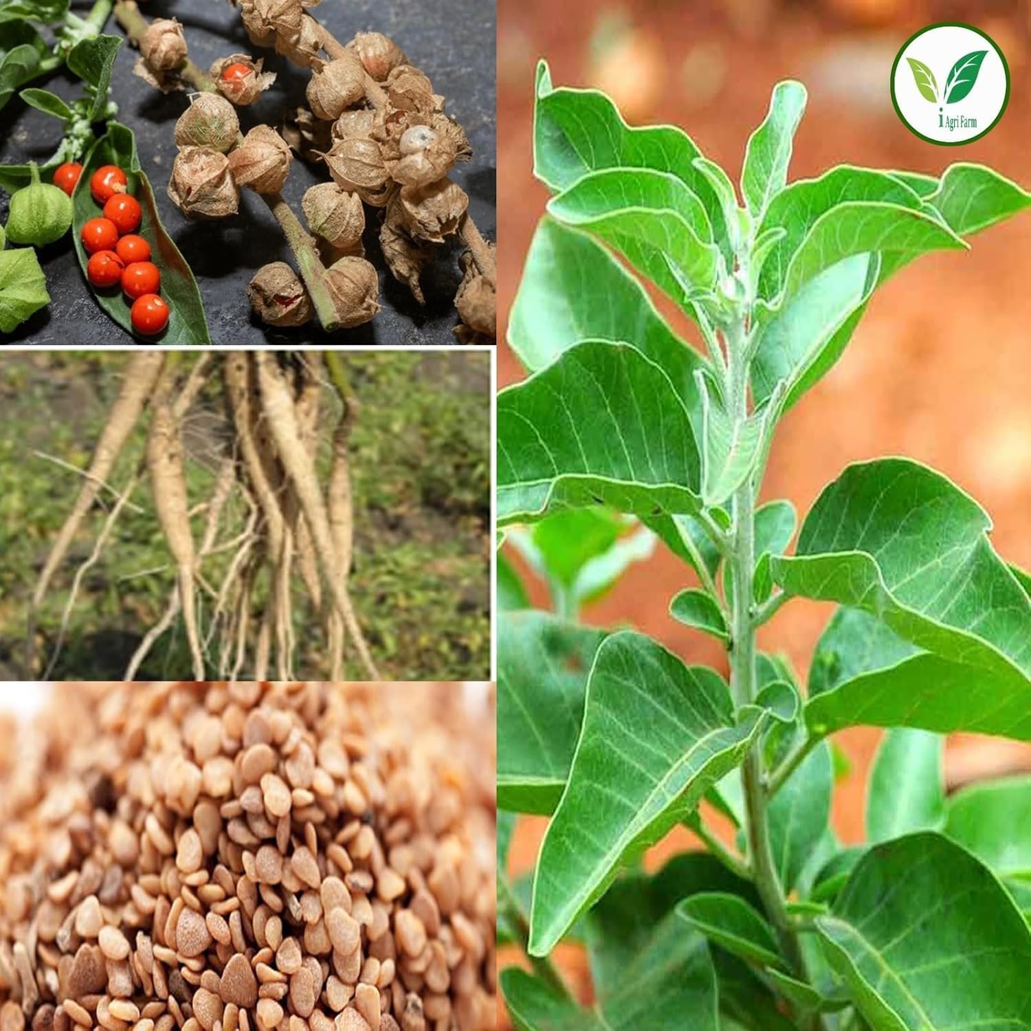 Ashwagandha Cultivation Seeds, 1 Kg, Jawahar-2 Variety - Image 2