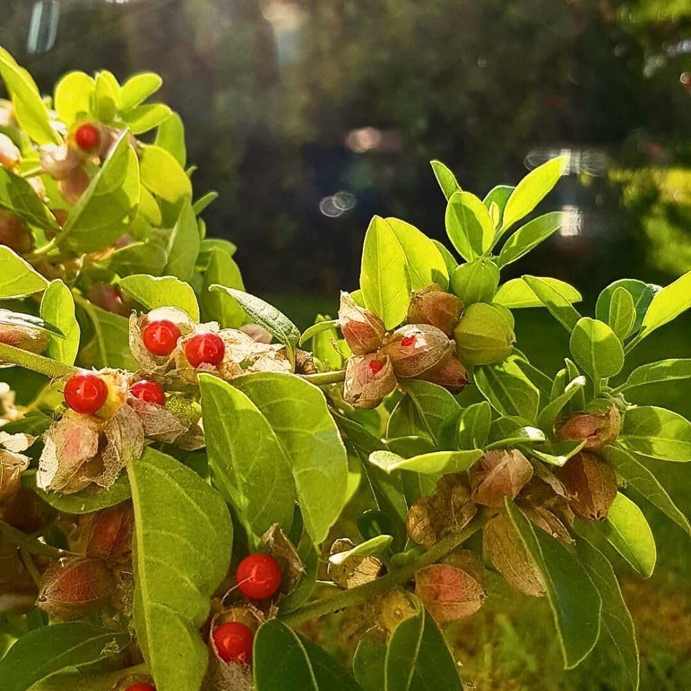Organic Ashwagandha Seeds for Planting & Farming (Withania Somnifera/Indian Ginseng) - Pack of 500 mg | High Germination Rate Open-Pollinated Non-GMO Ayurvedic Herb Seeds for Home Garden - Image 5