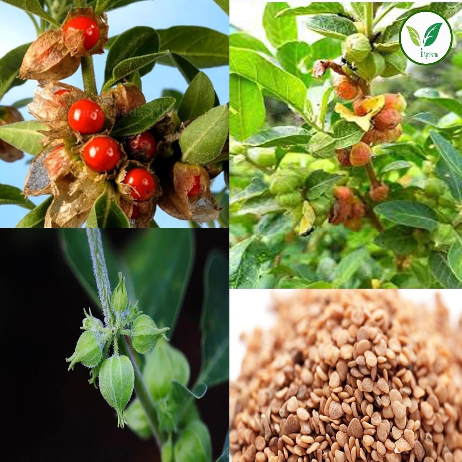 Ashwagandha Cultivation Seeds, 1 Kg, Jawahar-2 Variety - Image 3
