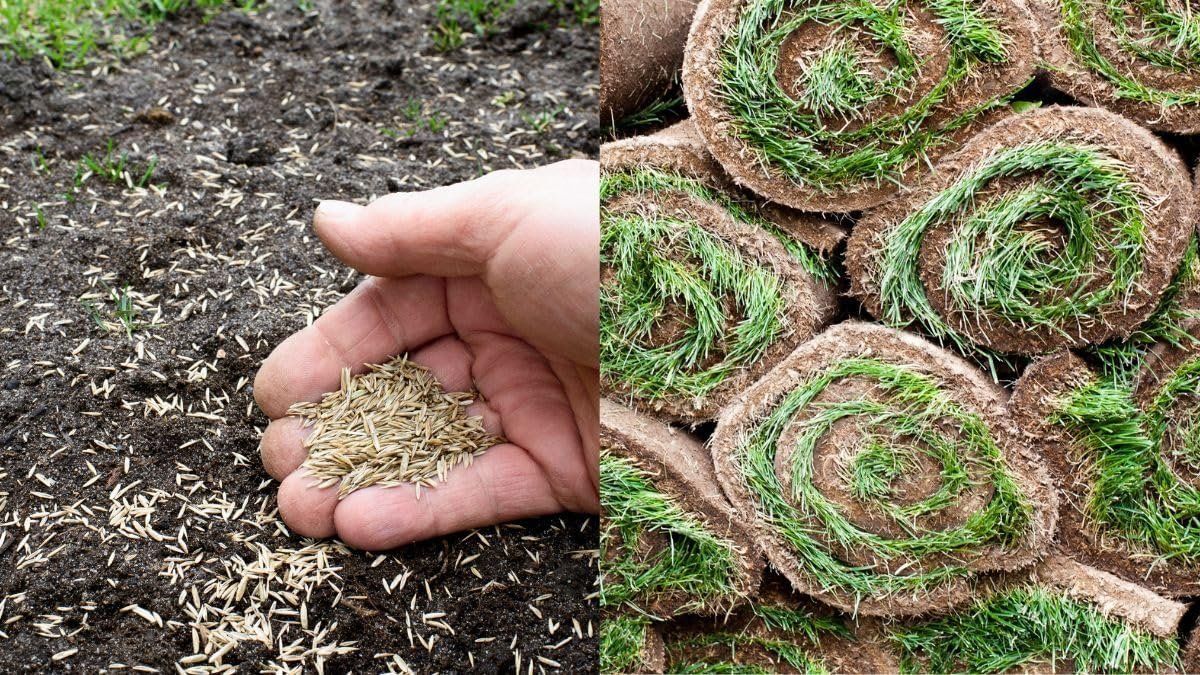 Mexican grass seeds for lawn blend | hybrid mexican grass seeds for lawn, low maintenance, high germination in all time (99%), carpet grass - rapid germination (5000 count) - Image 3