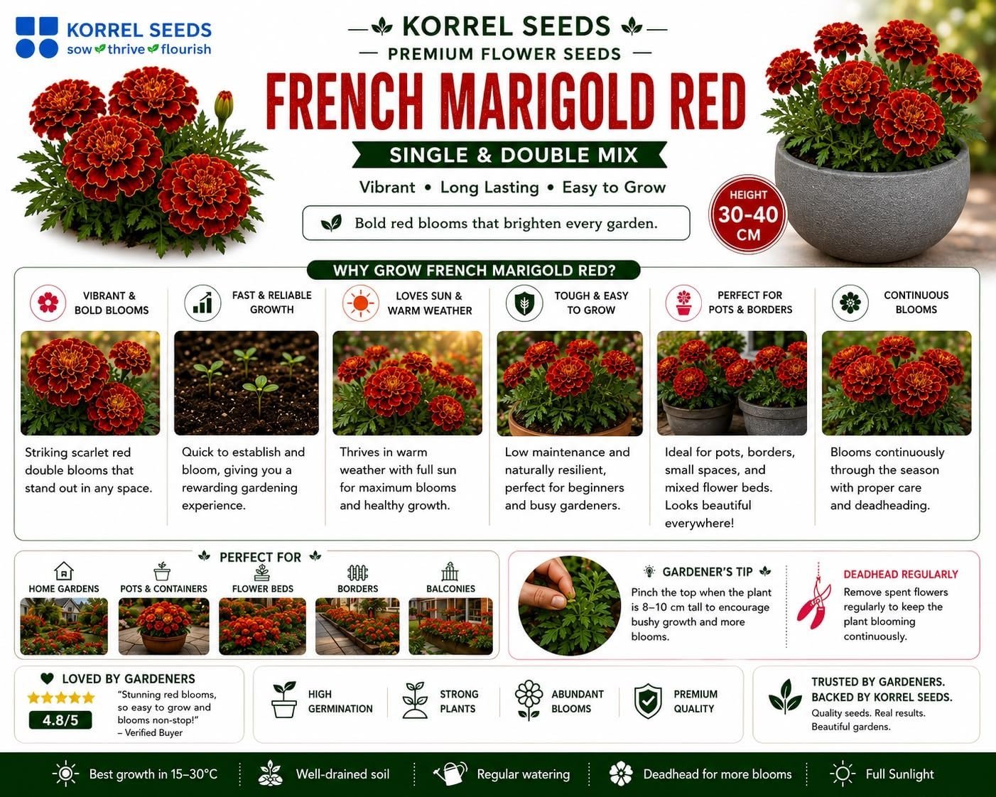 French Marigold KS Special Scarlet Red Flower Seeds 100g (Tagetes patula) | Professional Nursery Pack | Winter Flower Seeds for Pots, Beds, Balcony & Garden - Image 4