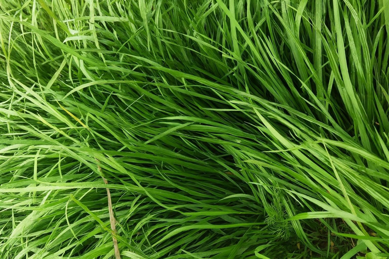 Mulayam Makhan Grass Seeds for Cattle Fodder, Multi-Cut Nutritious Feed for Cows, Buffalo, Goat, Sheep (500 GM) - Image 5