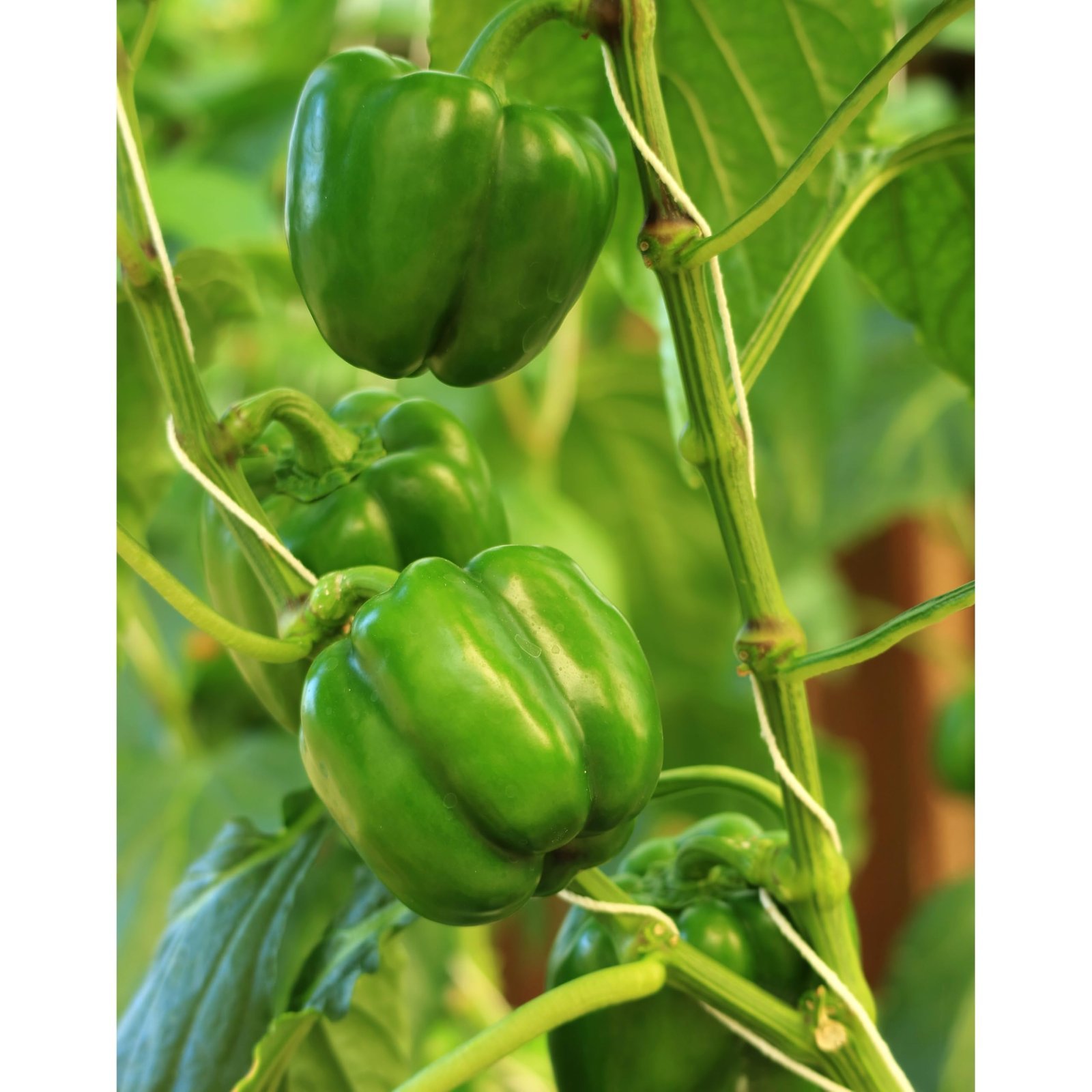 Capsicum Vegetable Seeds,Non-GMO, High Yield, Sweet & Spicy Bell Pepper Seeds, Ideal for Home Garden, Pots & Balcony, (Dark Green,Pack of 600mg) - Image 7