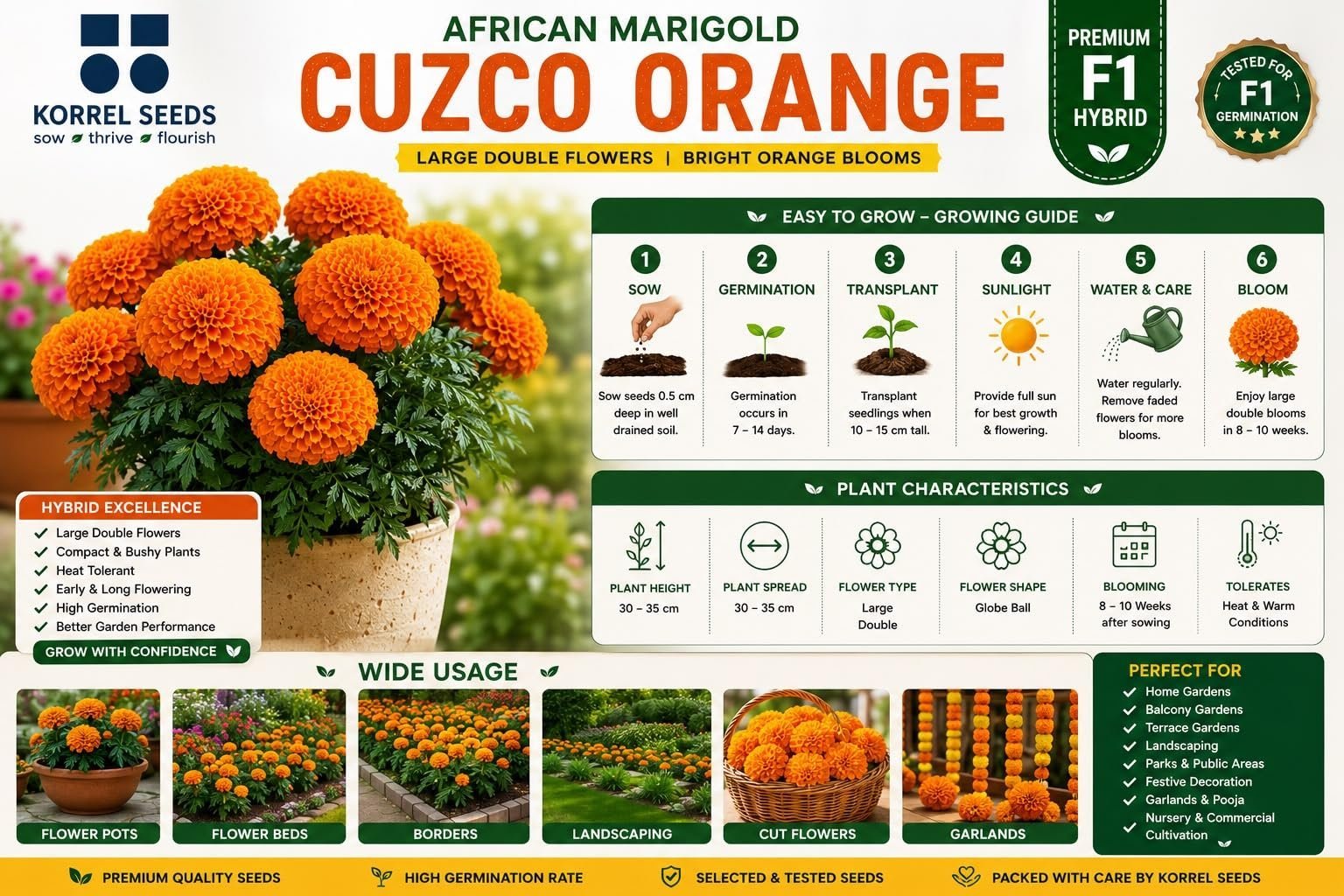 African Marigold Cuzco F1 Hybrid Orange Flower Seeds | Professional Growers Pack | 1000 Seeds | Large Double Flowers | Nursery & Commercial Cultivation (1000 Seeds) - Image 7
