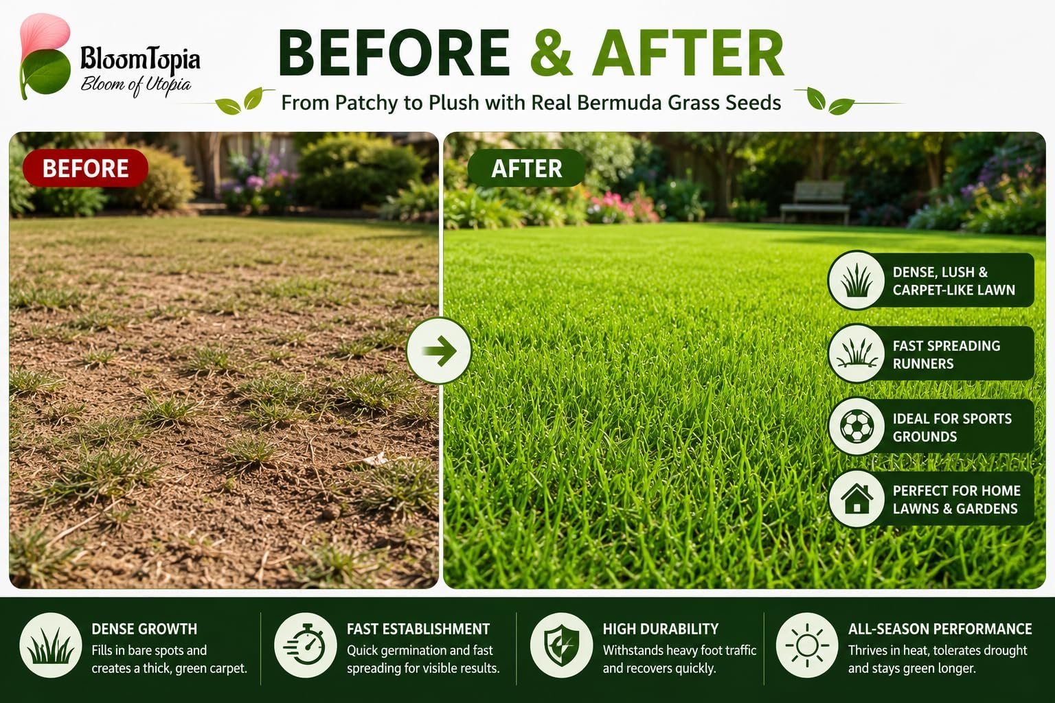 American Bermuda Lawn Grass Seeds for Home Garden & Sports Ground | Fast Spreading, Heat & Drought Tolerant | 100% Germination Rate Mexican Carpet Grass (1000 mg) - Image 4