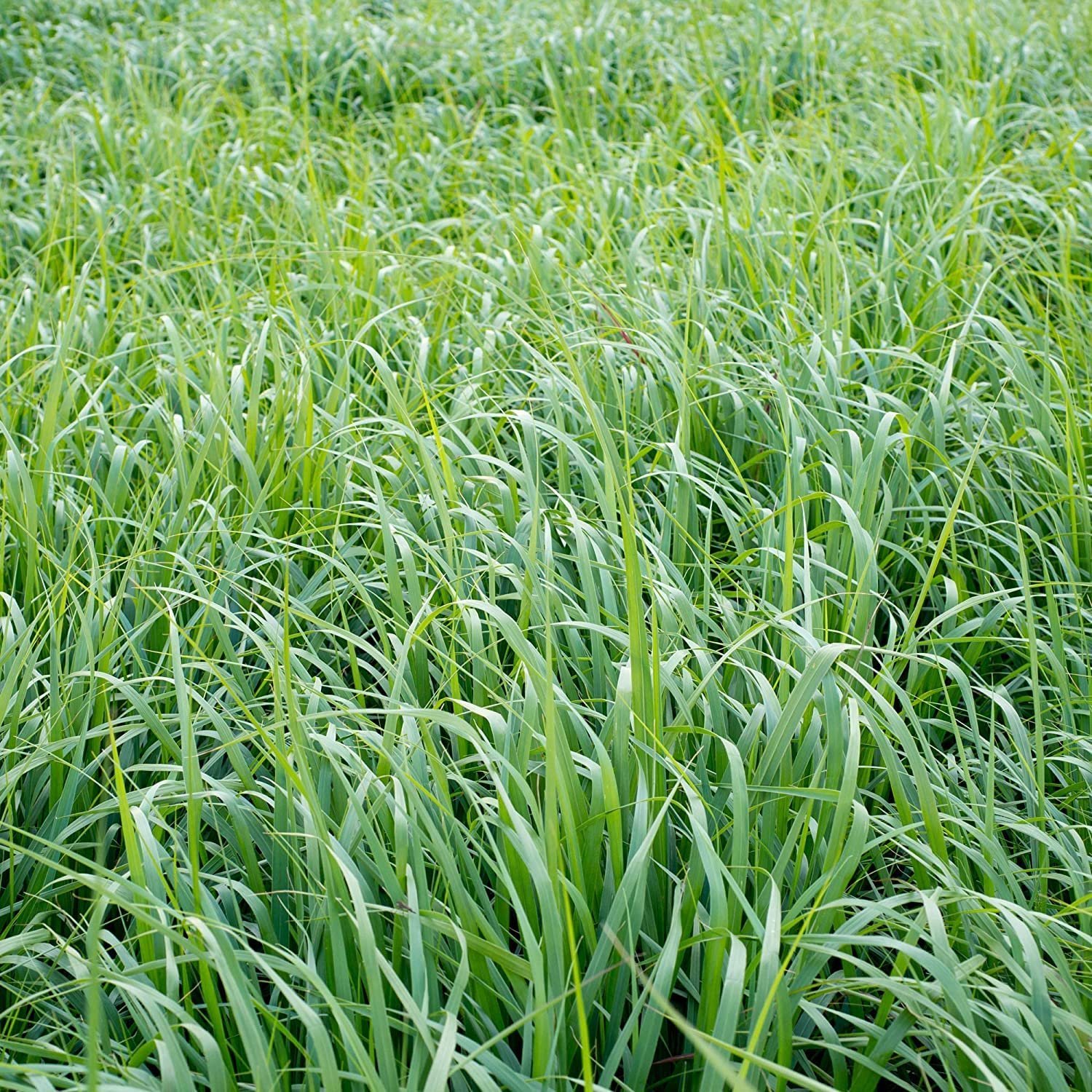 Super Napier & Red Napier Grass (1000 Seeds Each) | High Yield Multi Cut Fodder Grass for Cattle, Goat, Buffalo, Sheep | Nutritious Green Fodder Seeds for Dairy Farming & Livestock - Image 5