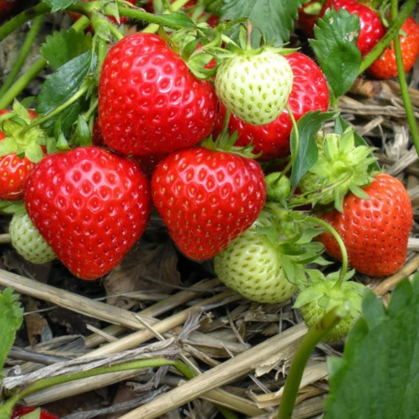 200pcs Cream Strawberry Seeds - Hardy Perennial Herb, Fall & Spring Planting, Vibrant Multi-Color Harvest (Red Strawberry) - Image 5
