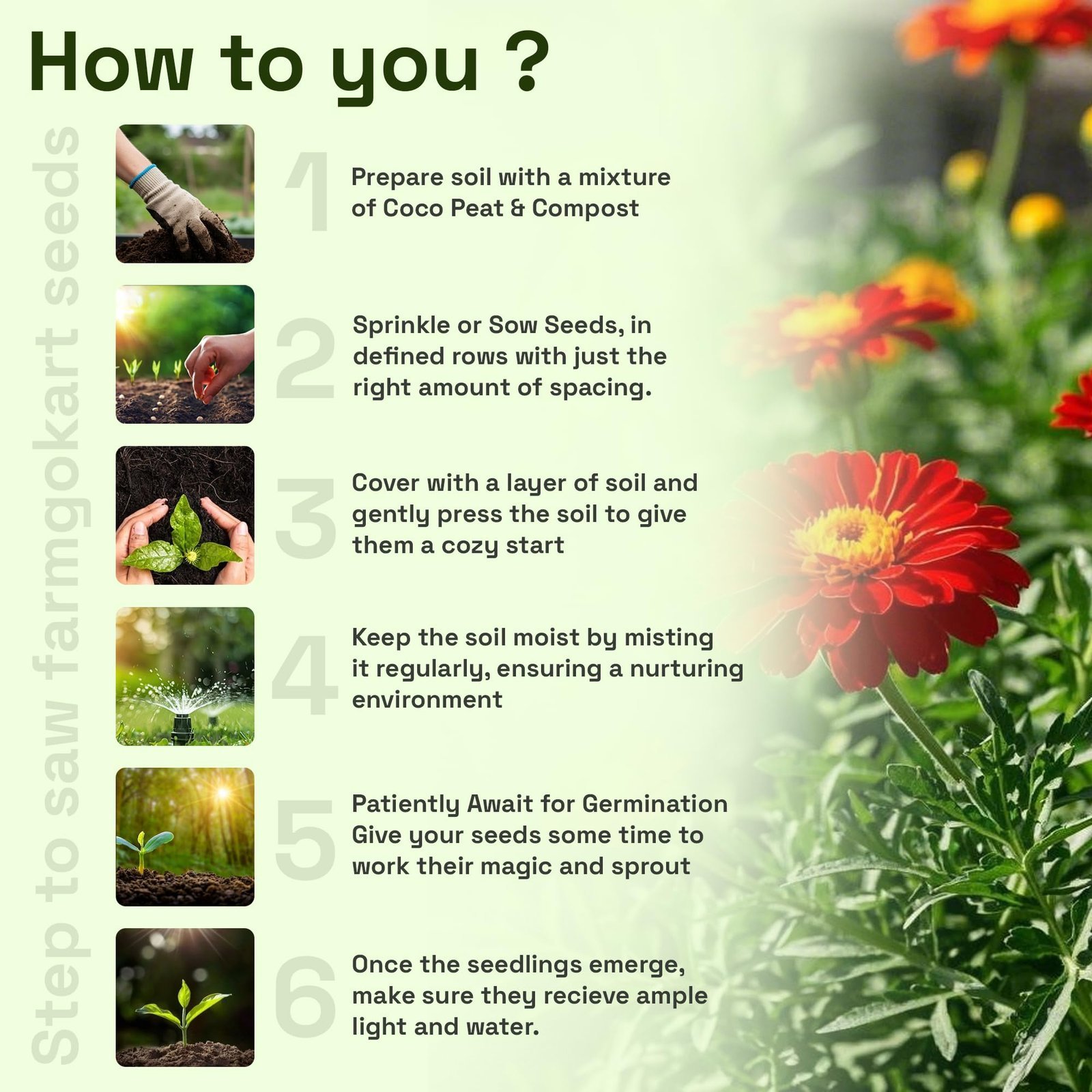 Zinnia Flower Seeds - Premium 4-Variety Mix (Red, Purple, Orange & More) | Vibrant Zinnia Seeds Mix Colour Hybrid for Gardens | Ideal Flower Seed Varieties for Outdoor Annual Blooms - Image 4