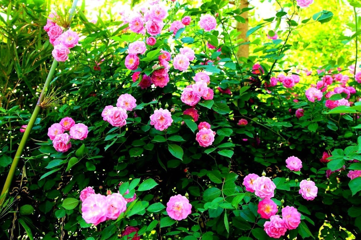 Rare ' Mixed ' Climbing Rose Seeds Perennial Super Fragrance Rose flower 40 Rose Seeds Pack - Image 5