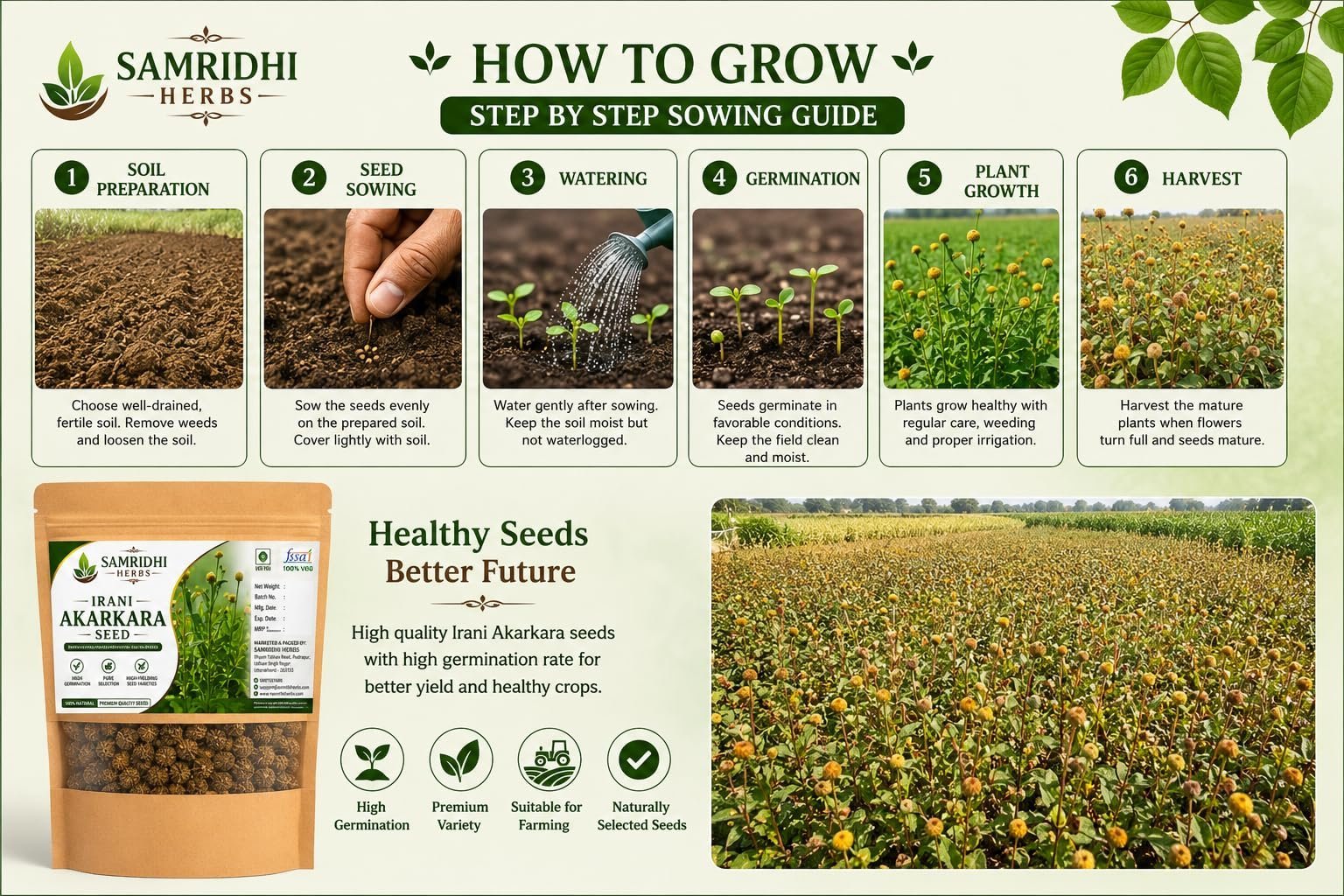 Akarkara (Acmella oleracea) Flower Seeds for Planting | Seeds for Home Gardening, Nursery & Outdoor Cultivation (50g × 1 Pack, 50, Grams) - Image 4