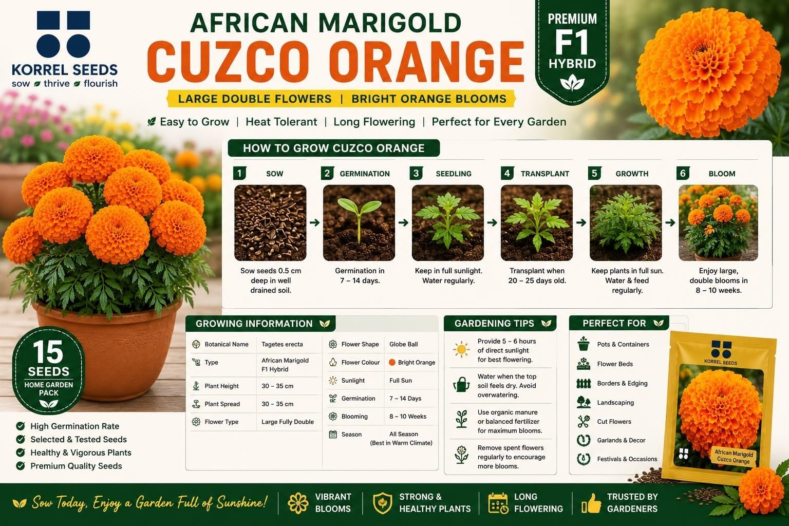 African Marigold Cuzco F1 Hybrid Orange Flower Seeds | Professional Growers Pack | 1000 Seeds | Large Double Flowers | Nursery & Commercial Cultivation (1000 Seeds) - Image 4