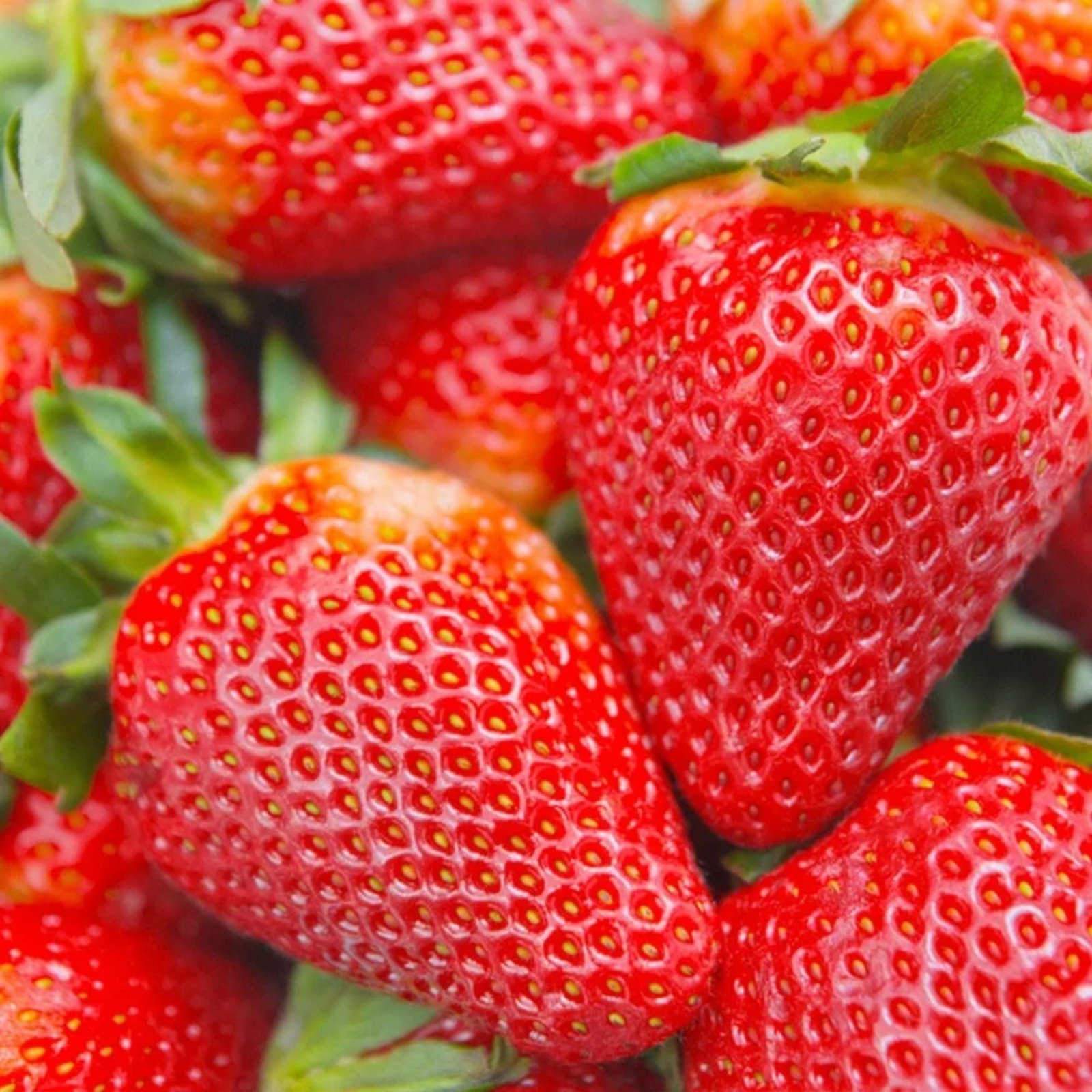 200pcs Cream Strawberry Seeds - Hardy Perennial Herb, Fall & Spring Planting, Vibrant Multi-Color Harvest (Red Strawberry)