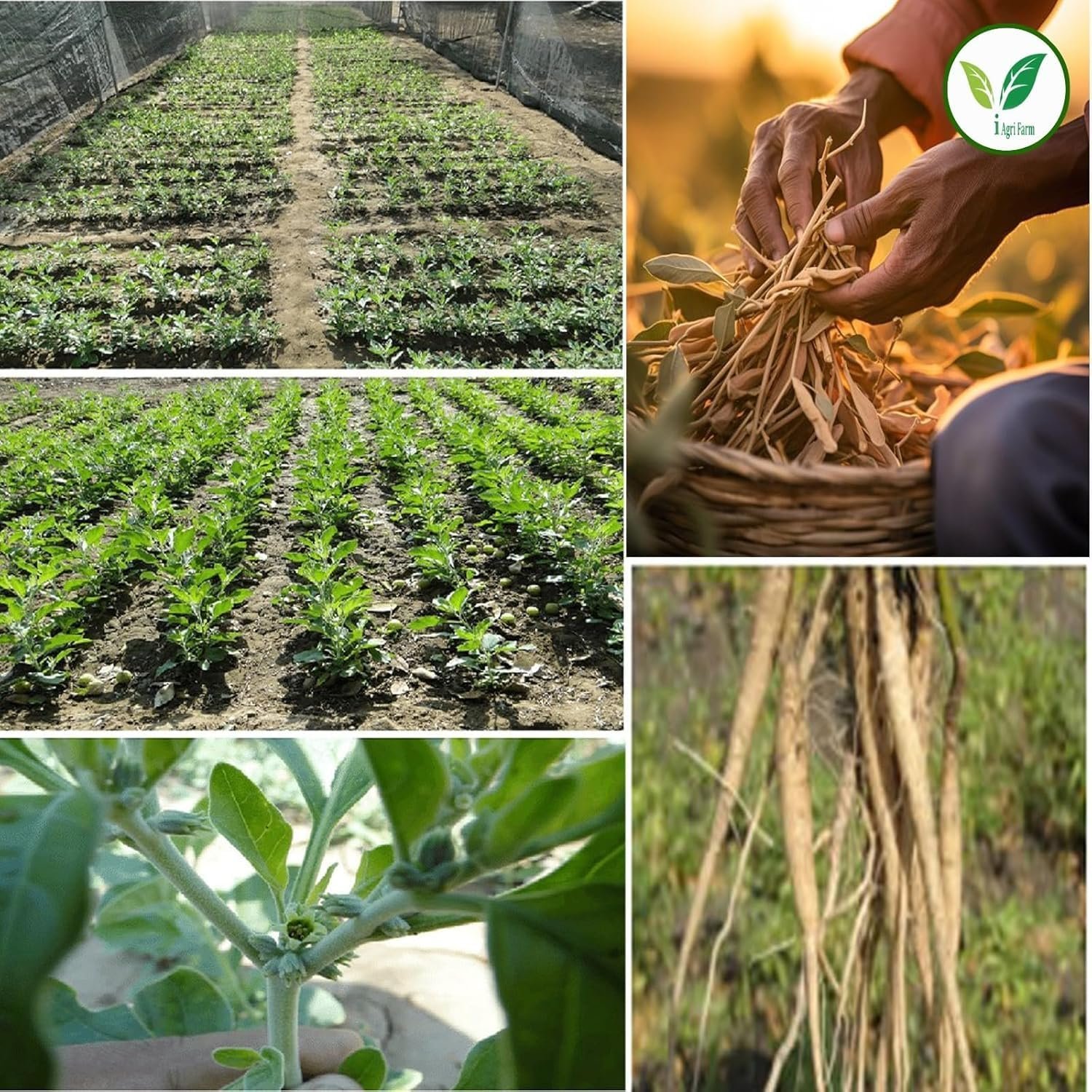 Ashwagandha Cultivation Seeds, 1 Kg, Jawahar-2 Variety - Image 5