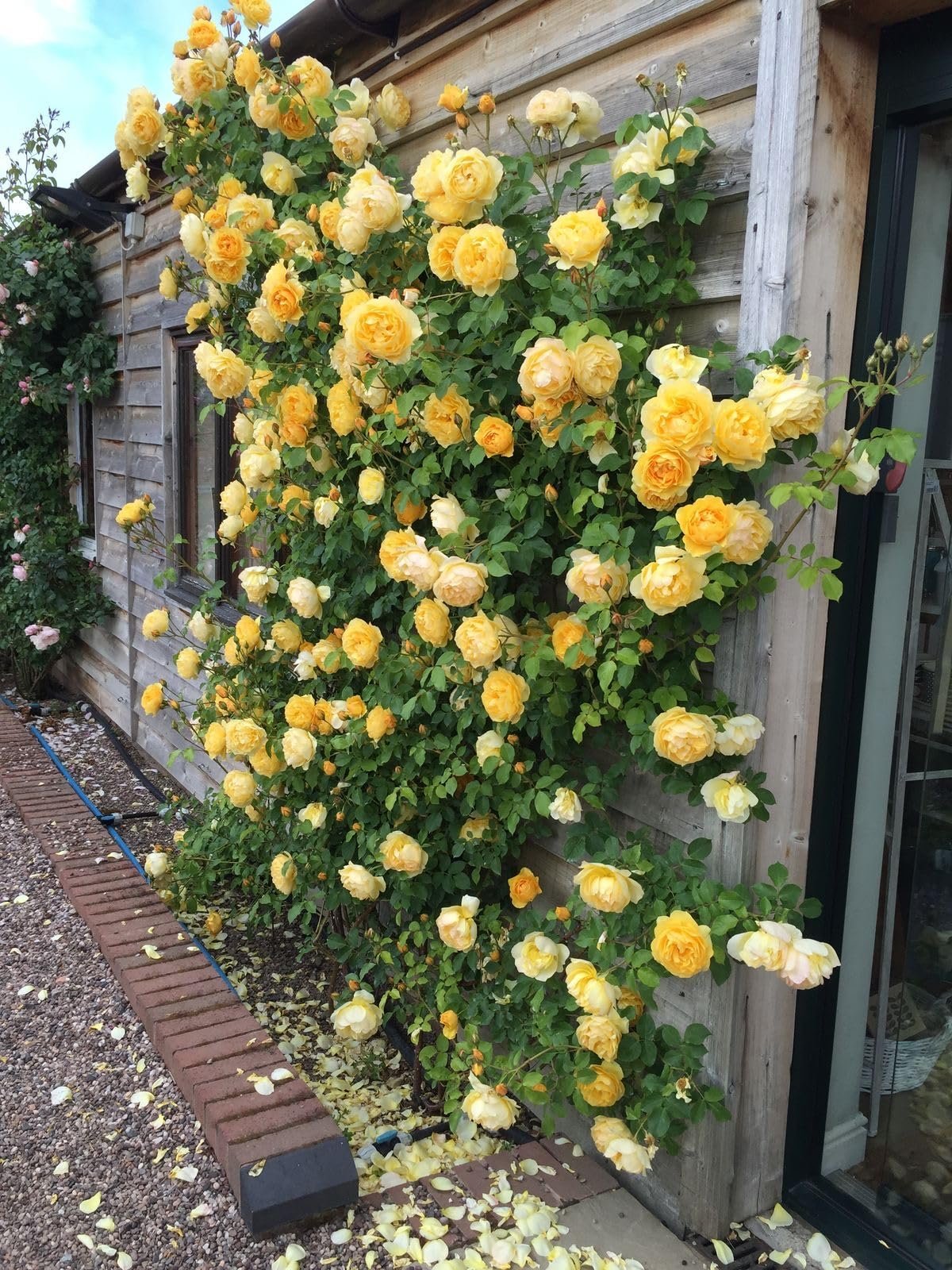 ® Climbing Rose Imported Flower Seeds for Home and Kitchen Gardening Pack of 60 to 70 seeds (cream) - Image 4