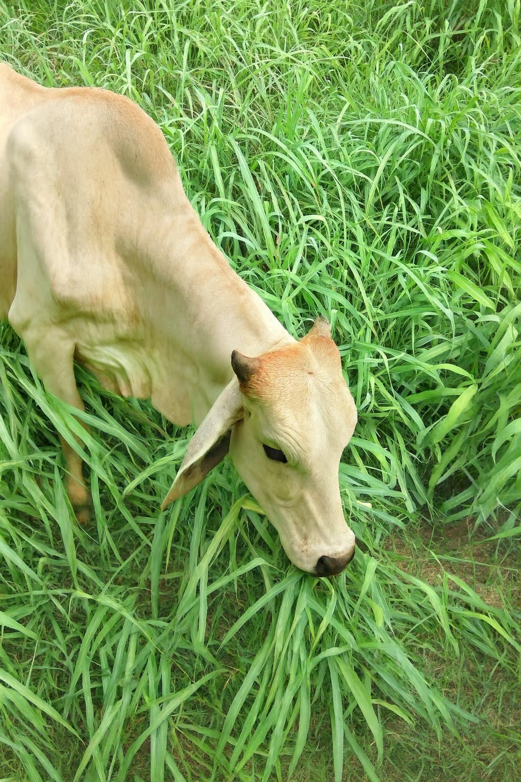 Mulayam Makhan Grass Seeds for Cattle Fodder, Multi-Cut Nutritious Feed for Cows, Buffalo, Goat, Sheep (500 GM) - Image 2