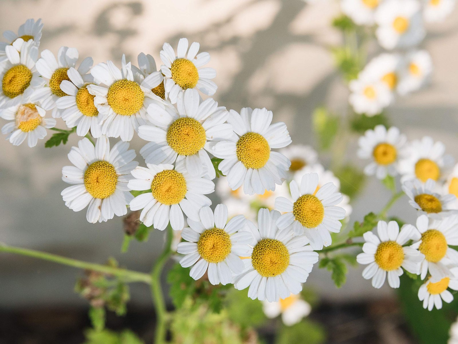 German Chamomile Fresh Herb Seeds for Home Terrace and Kitchen Indoor Outdoor Gardening Farming (Pack of 100 Seeds) - Image 2