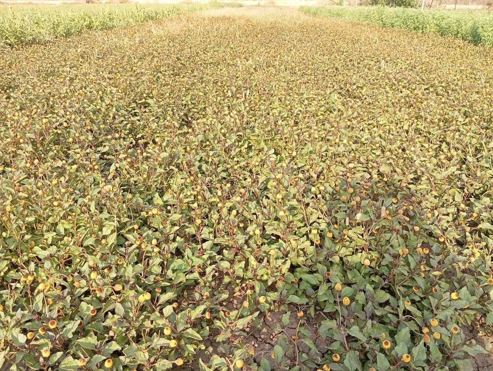 Akarkara (Acmella oleracea) Flower Seeds for Planting | Seeds for Home Gardening, Nursery & Outdoor Cultivation (50g × 1 Pack, 50, Grams) - Image 8