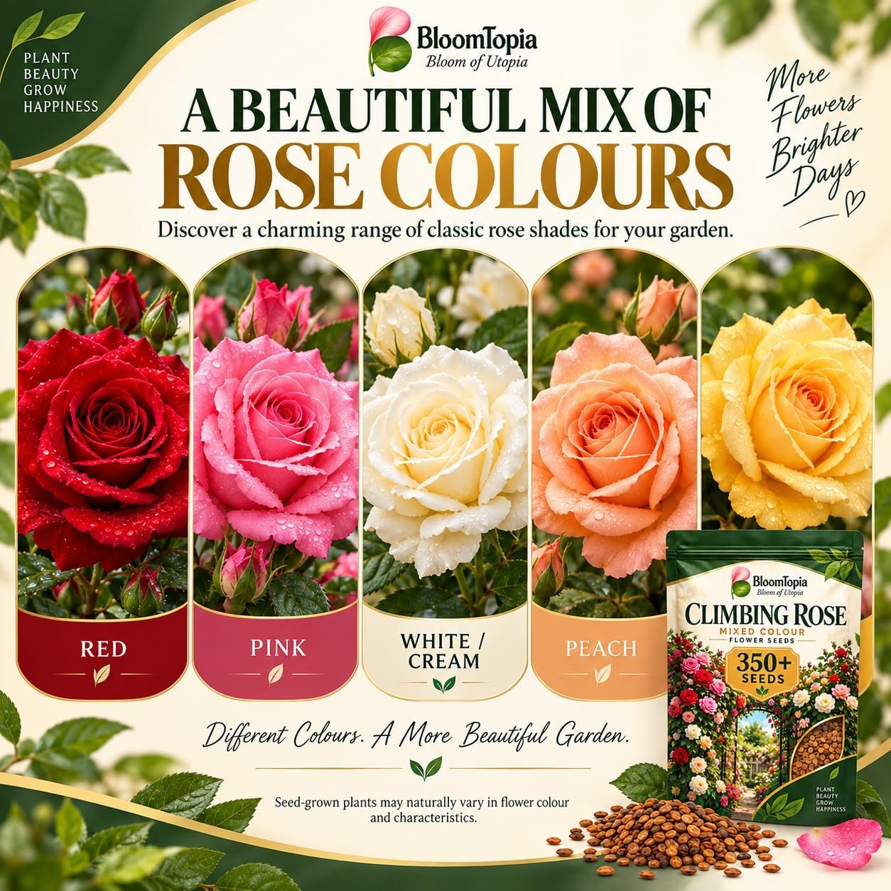 Climbing Rose Seeds Mixed Colour Flower Seeds 350+ Seeds - Image 3