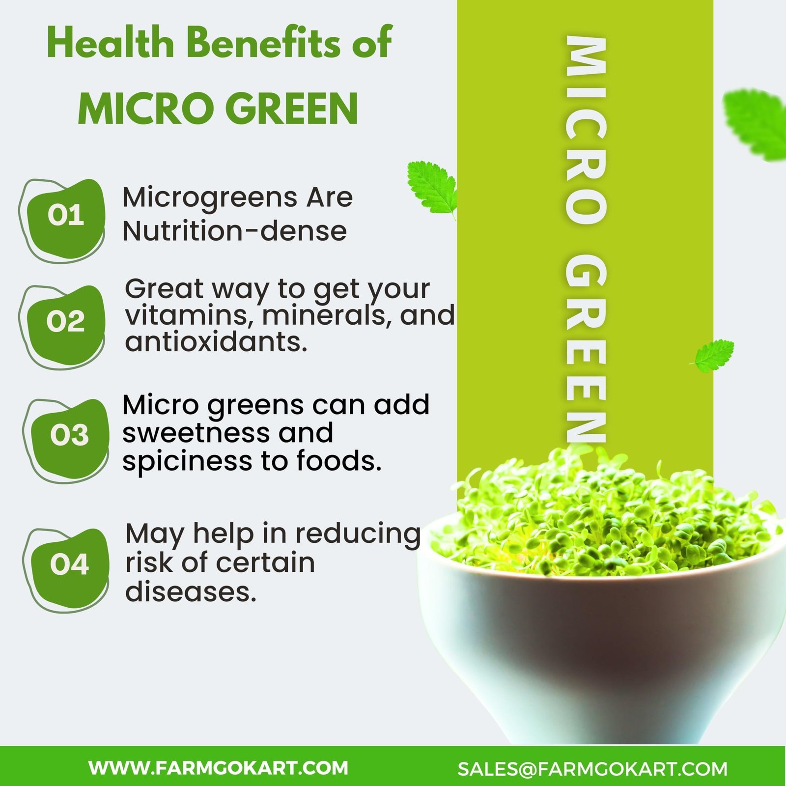 RADISH MICROGREEN SEEDS | 100 Gms |- Non-GMO, Heirloom Seeds for Growing Microgreens in Soil, Coconut Coir, Aerogarden & Hydroponic - Image 3