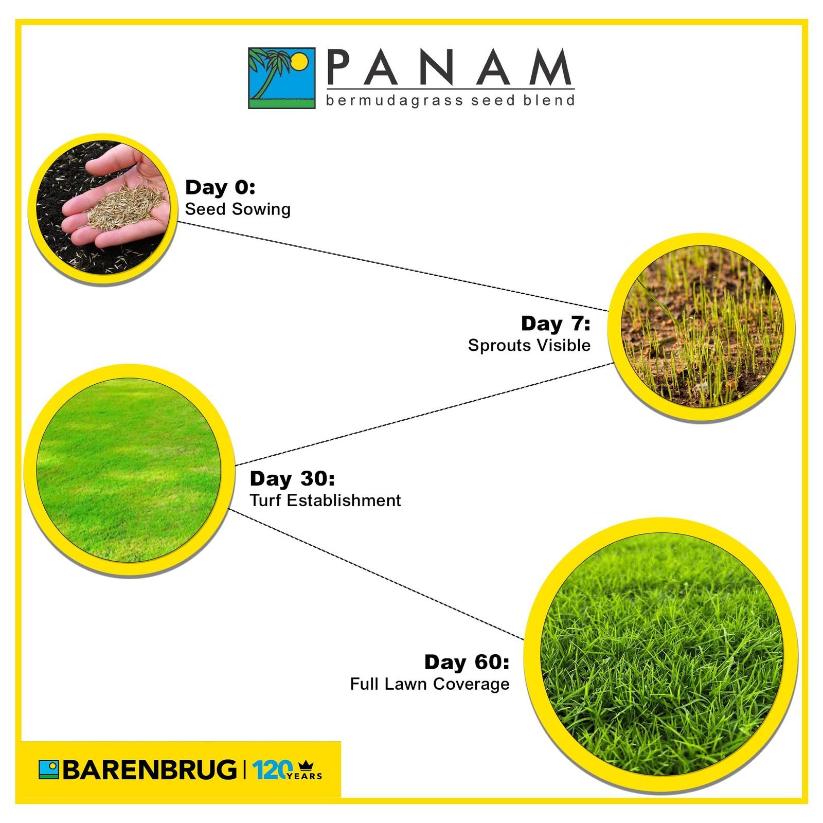 PanAm Bermuda Grass Seeds for Lawn | 454g / 1 Lbs Pack - Image 3