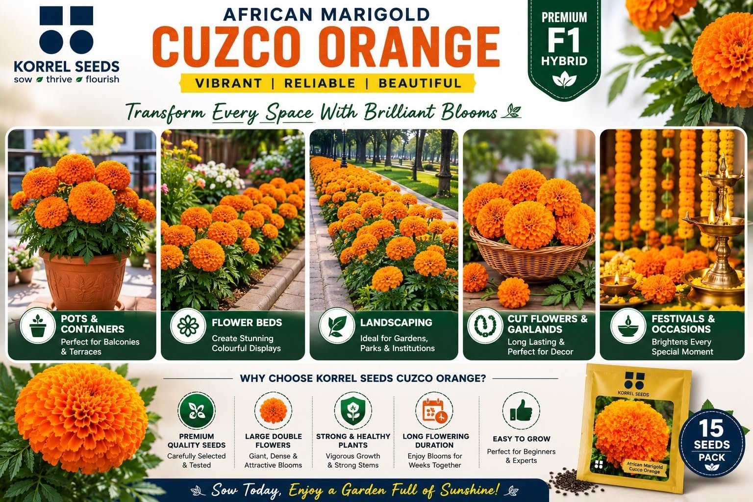 African Marigold Cuzco F1 Hybrid Orange Flower Seeds | Professional Growers Pack | 1000 Seeds | Large Double Flowers | Nursery & Commercial Cultivation (1000 Seeds) - Image 6