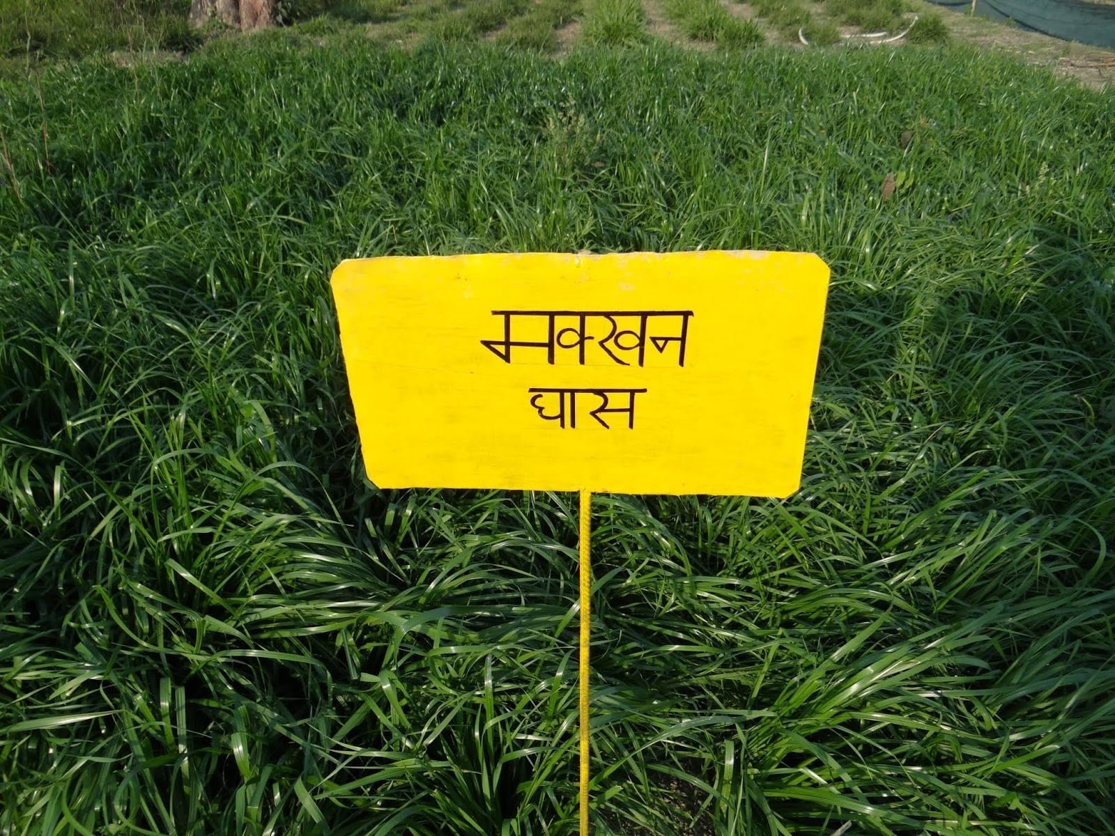Mulayam Makhan Grass Seeds for Cattle Fodder, Multi-Cut Nutritious Feed for Cows, Buffalo, Goat, Sheep (500 GM) - Image 3