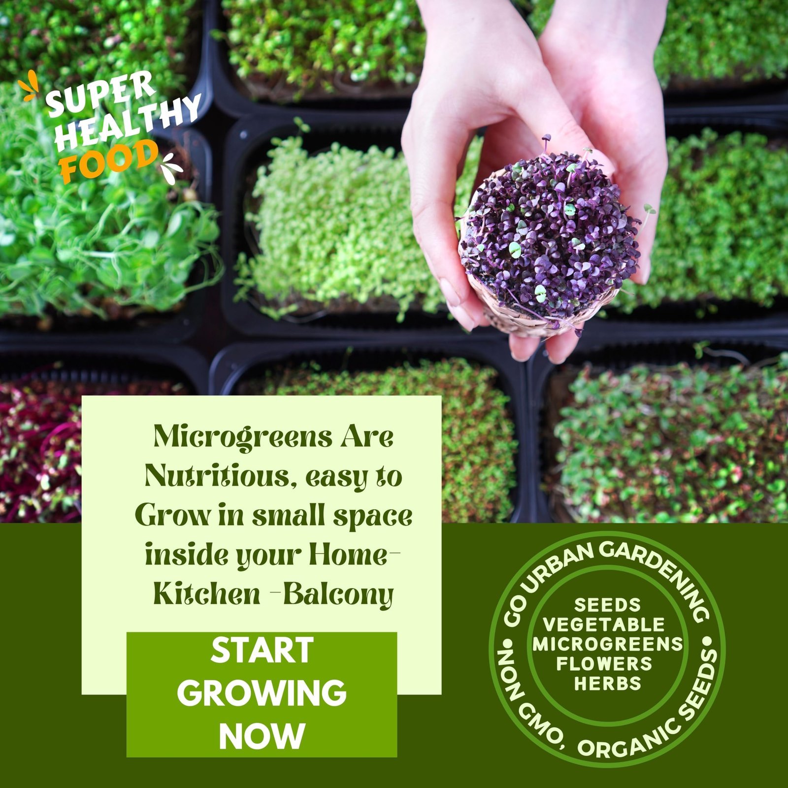 RADISH MICROGREEN SEEDS | 100 Gms |- Non-GMO, Heirloom Seeds for Growing Microgreens in Soil, Coconut Coir, Aerogarden & Hydroponic - Image 2