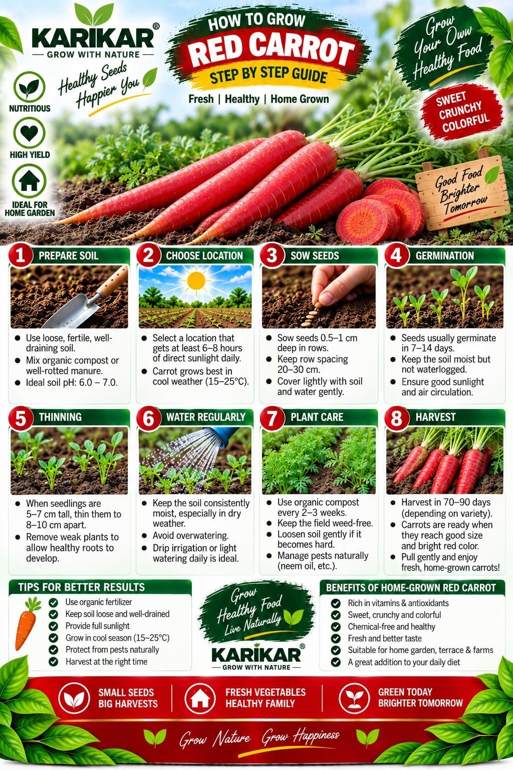 ® Red Carrot Seeds for Home Garden, High Germination 70 piece - Image 2