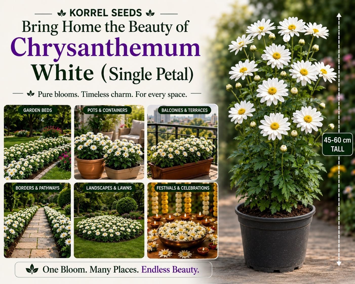Chrysanthemum Paludosum Mix Flower Seeds 100g (Mauranthemum paludosum) | Professional Nursery Pack | Winter Flower Seeds for Pots, Beds, Balcony & Garden - Image 4