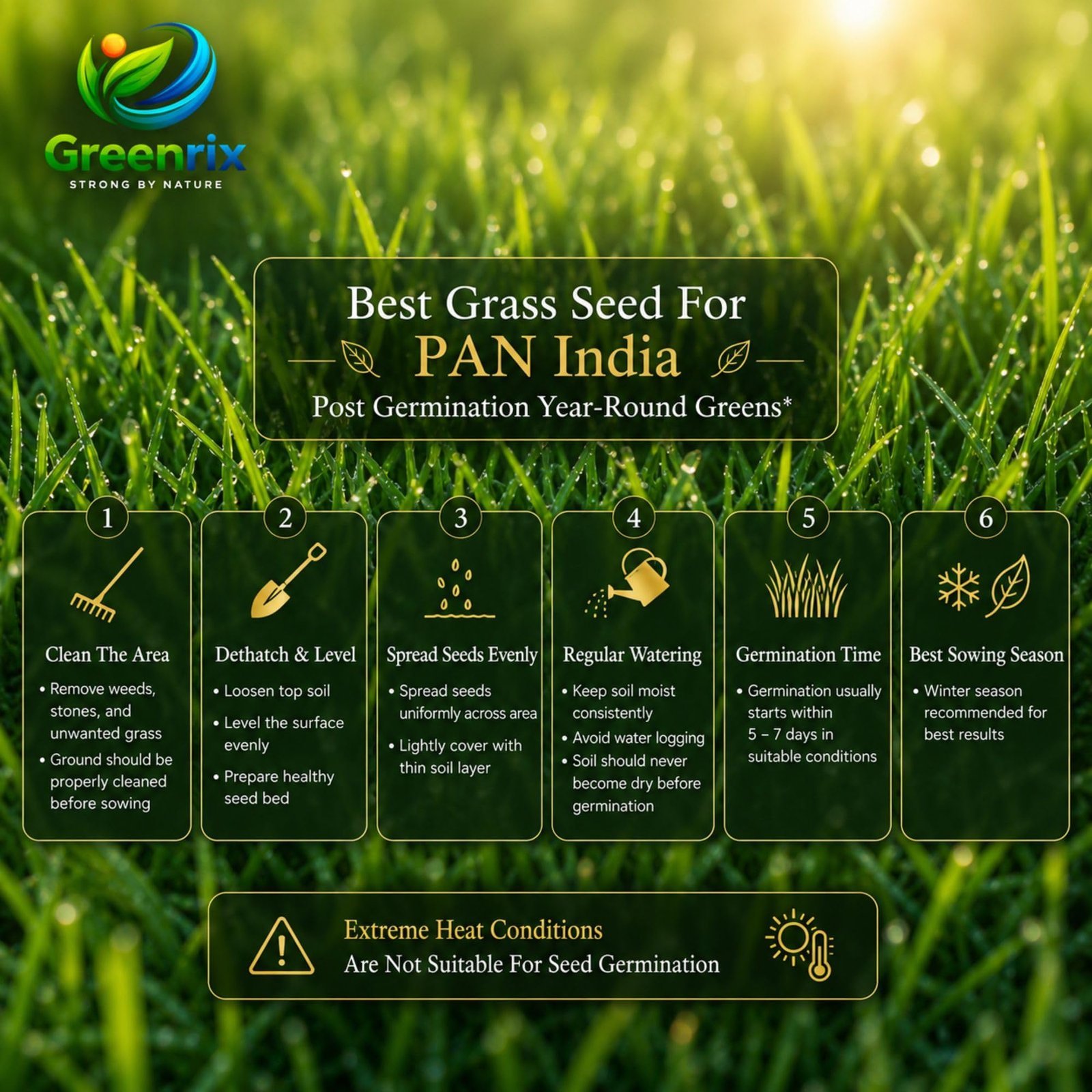 Perennial Ryegrass Seeds for Lawn | 100g (Covers 4 Sq Meter Area) - Image 8