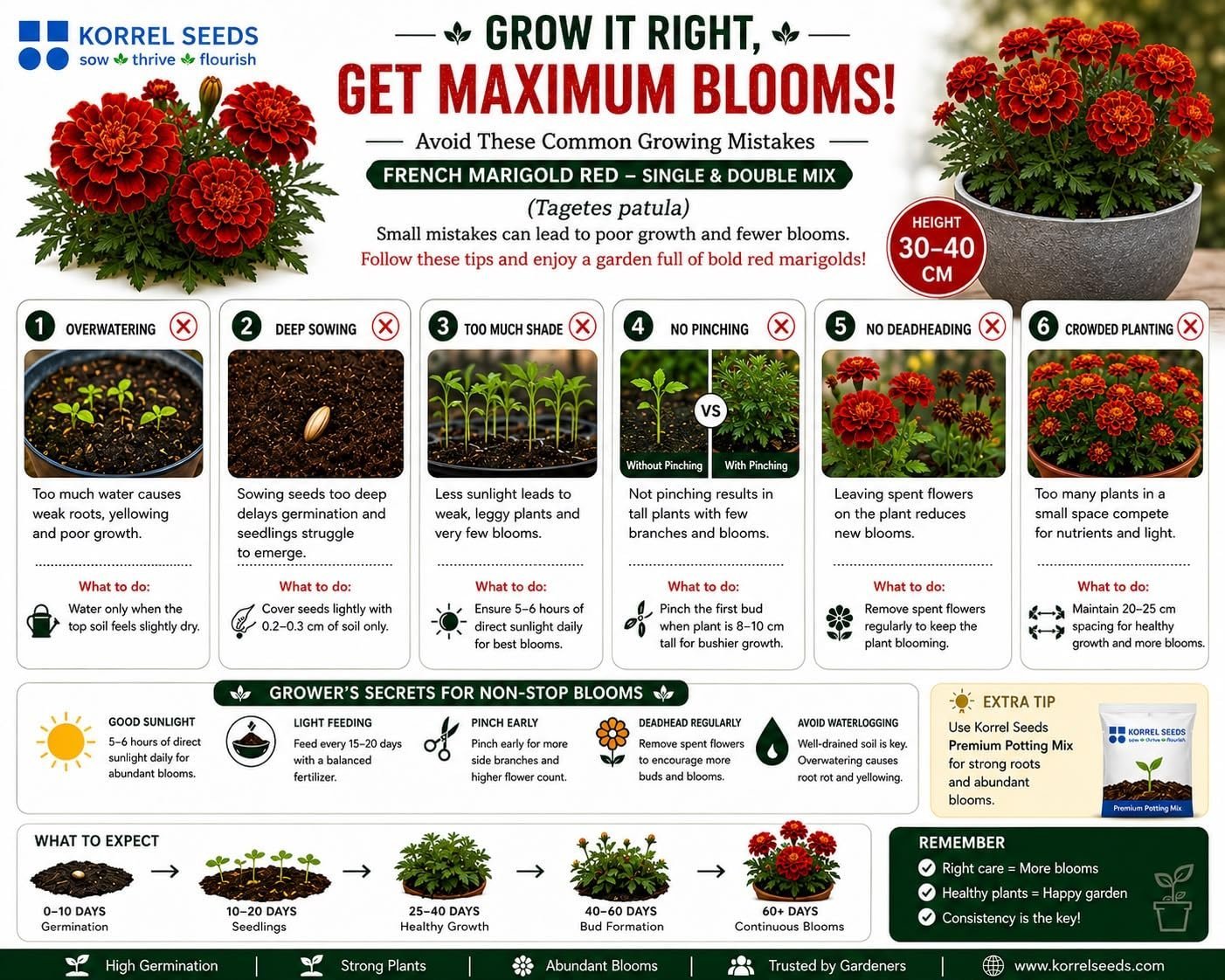 French Marigold KS Special Scarlet Red Flower Seeds 100g (Tagetes patula) | Professional Nursery Pack | Winter Flower Seeds for Pots, Beds, Balcony & Garden - Image 6