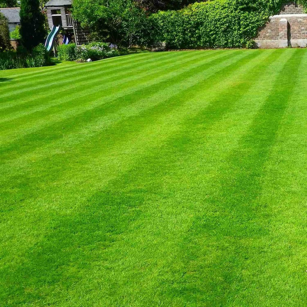 Mexican grass seeds for lawn blend | hybrid mexican grass seeds for lawn, low maintenance, high germination in all time (99%), carpet grass - rapid germination (5000 count) - Image 2