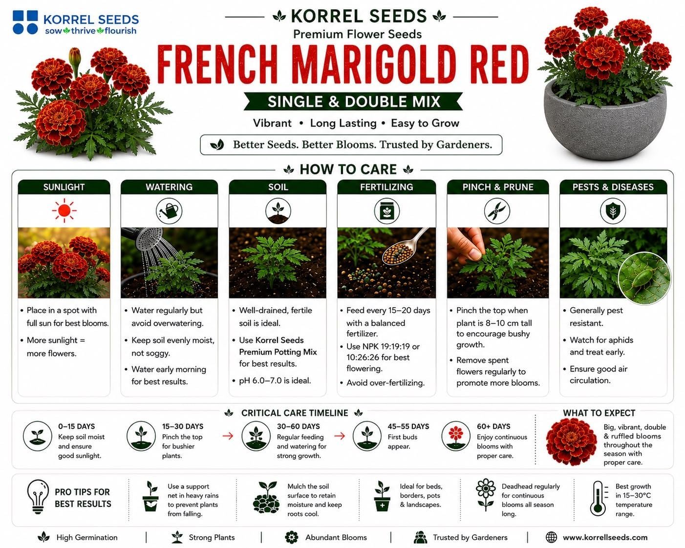 French Marigold KS Special Scarlet Red Flower Seeds 100g (Tagetes patula) | Professional Nursery Pack | Winter Flower Seeds for Pots, Beds, Balcony & Garden - Image 3