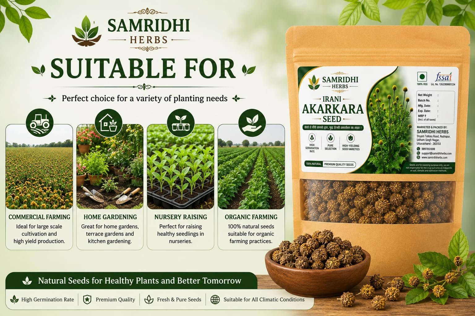 Akarkara (Acmella oleracea) Flower Seeds for Planting | Seeds for Home Gardening, Nursery & Outdoor Cultivation (50g × 1 Pack, 50, Grams) - Image 6