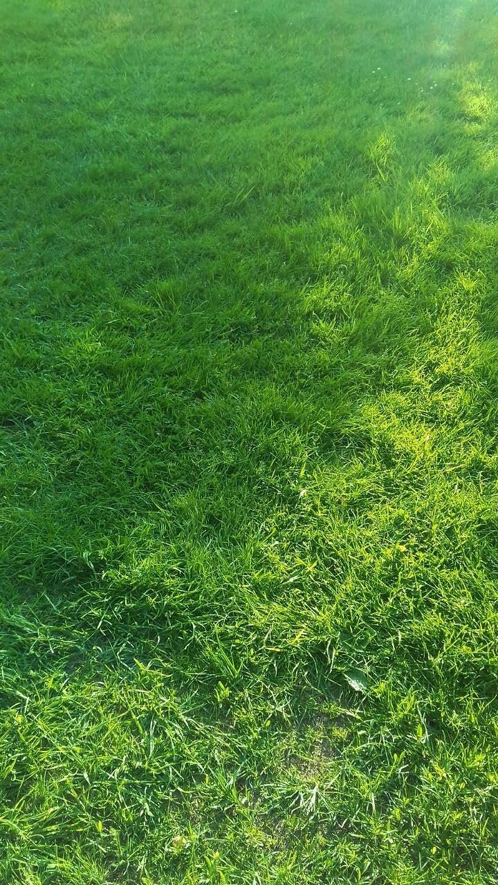 ® Rye Grass Seeds for home gardening (Pack of 100 seeds) - Image 4