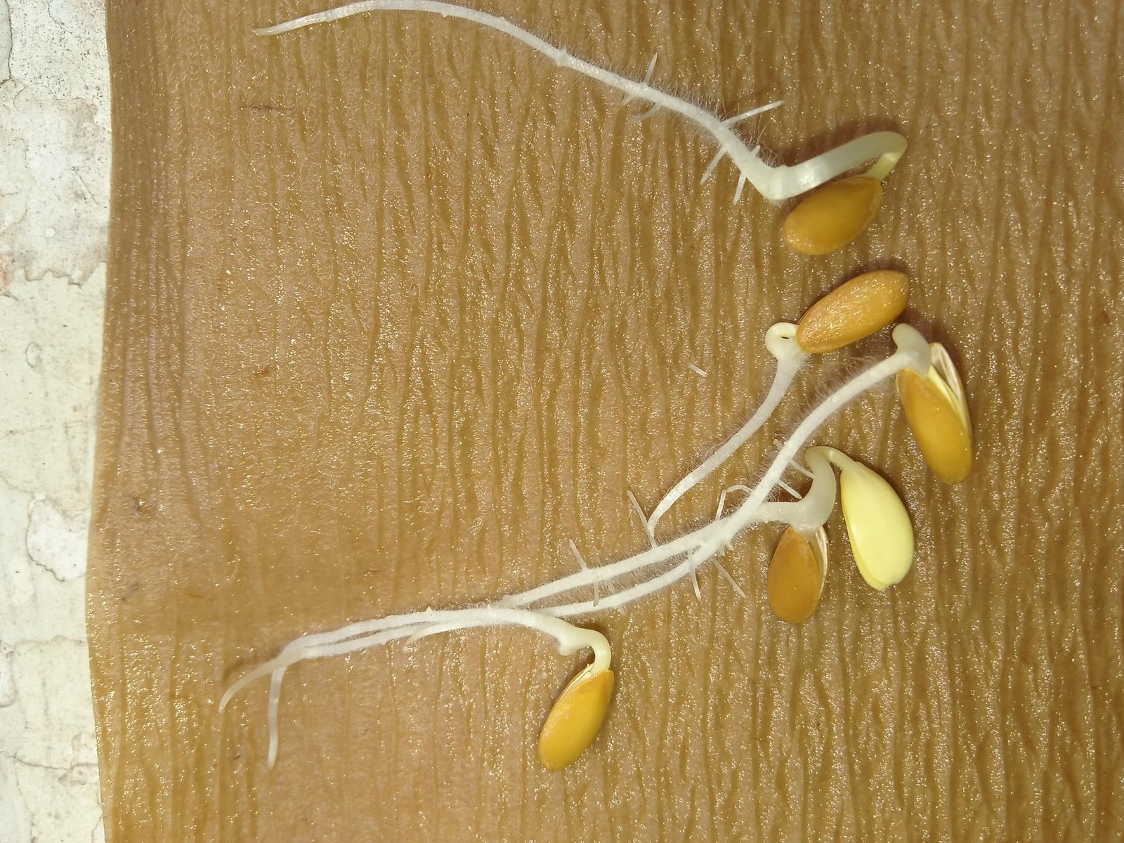 Muskmelon F1-Hybrid Seeds (15 Seeds) ? | Ideal for planting, Gardening and Farming | With more than 80% Germination - Image 2