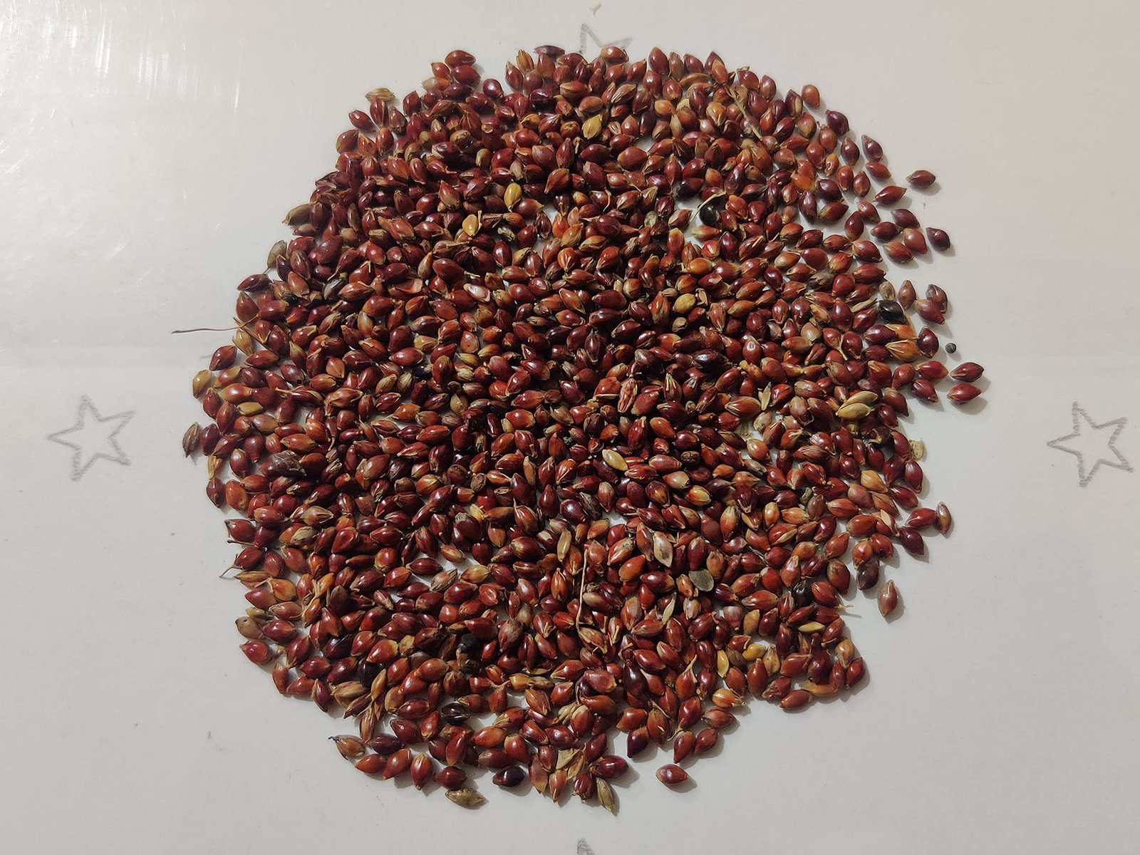 Super Napier & Red Napier Grass (1000 Seeds Each) | High Yield Multi Cut Fodder Grass for Cattle, Goat, Buffalo, Sheep | Nutritious Green Fodder Seeds for Dairy Farming & Livestock - Image 4