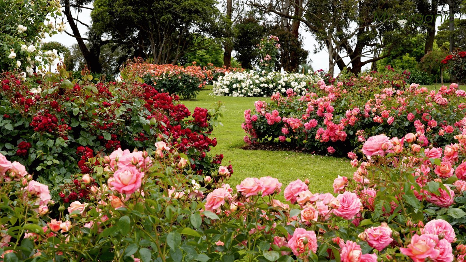 Climbing Rose Seeds For Home Garden (5 gram) | Red,Pink,White Colour Flower Seeds | A Vibrant Mix Colour Enhance Your Garden | High Germination Rate - Image 5