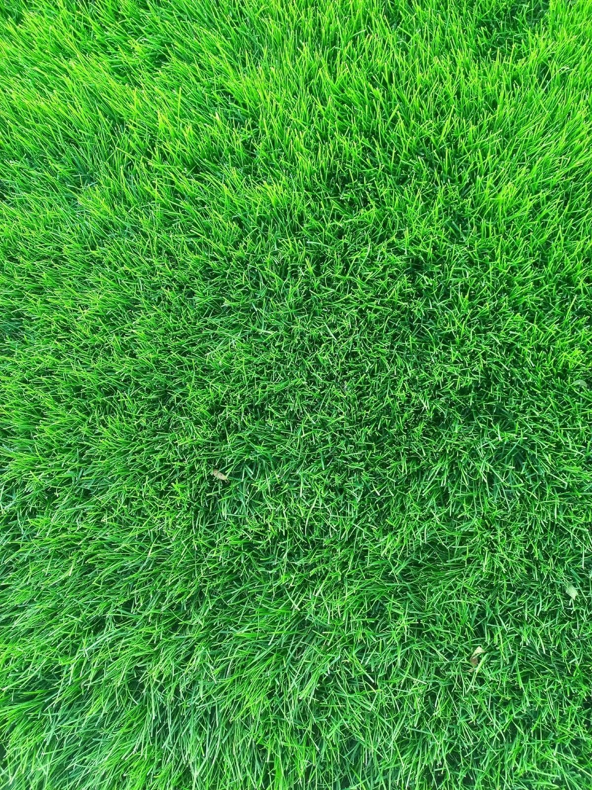 ® Rye Grass Seeds for home gardening (Pack of 100 seeds) - Image 5