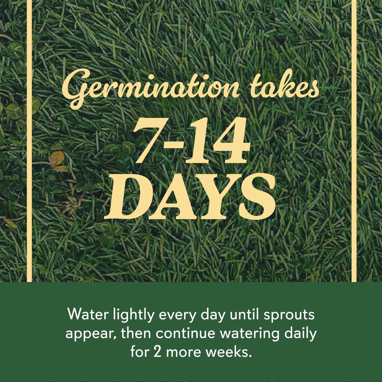 O.M. Scott and Sons Tall Fescue Blend Grass Seed, Fertilizer and Soil Improver, Naturally Crowds Out Weeds, Covers Up to 2,000 sq. ft., 8 lbs. - Image 9