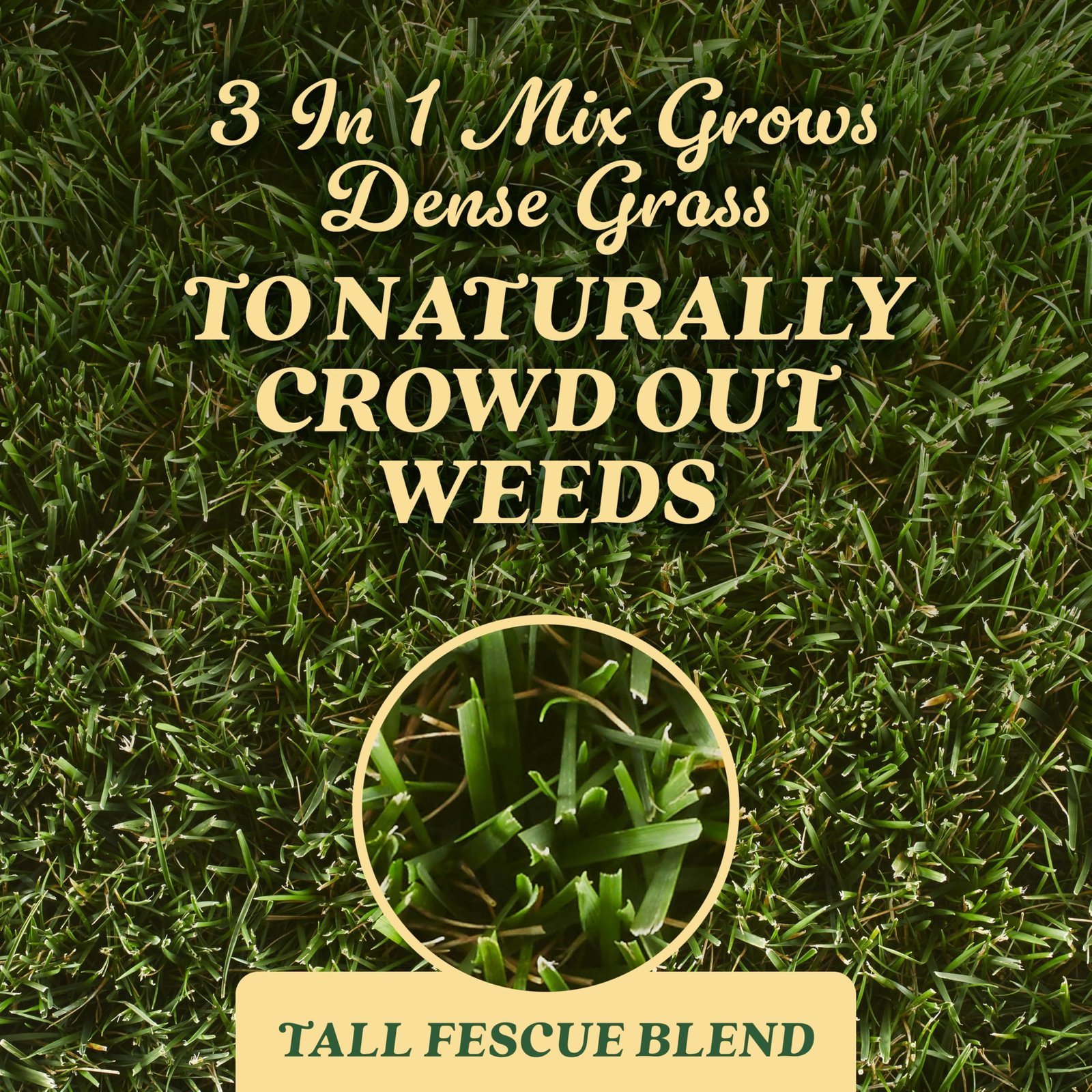 O.M. Scott and Sons Tall Fescue Blend Grass Seed, Fertilizer and Soil Improver, Naturally Crowds Out Weeds, Covers Up to 2,000 sq. ft., 8 lbs. - Image 3