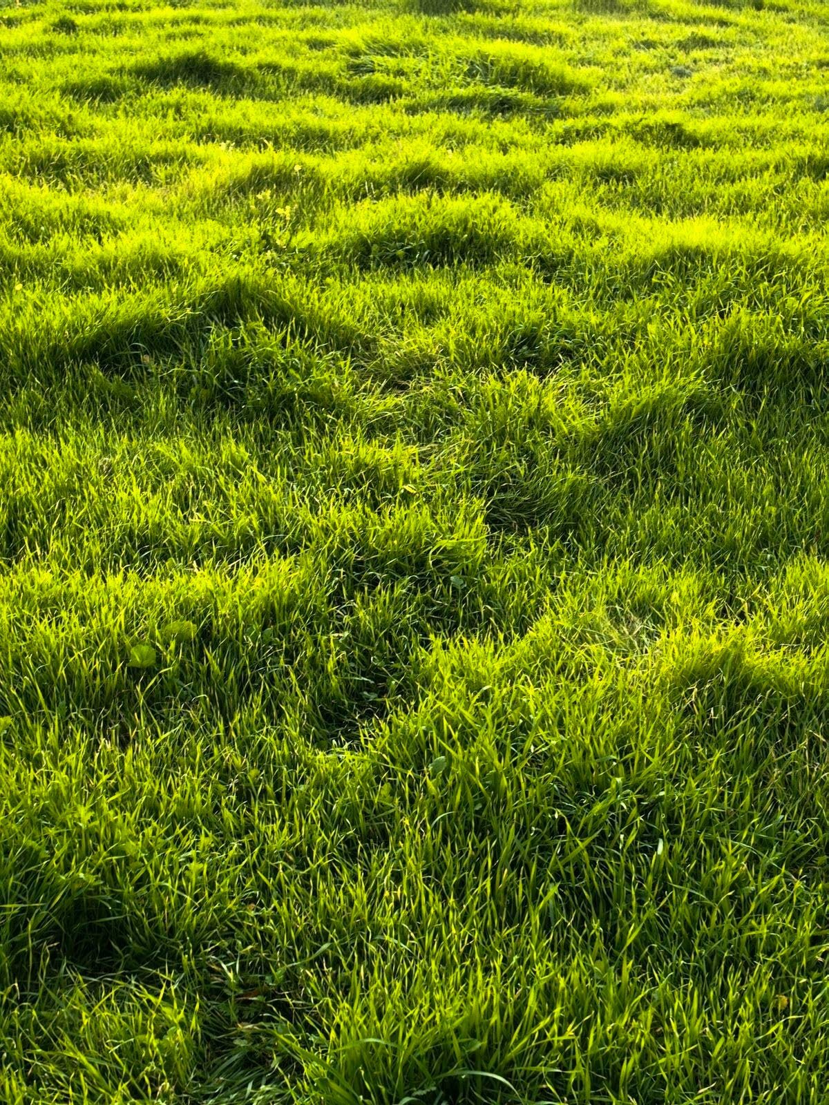 ® Rye Grass Seeds for home gardening (Pack of 100 seeds) - Image 2